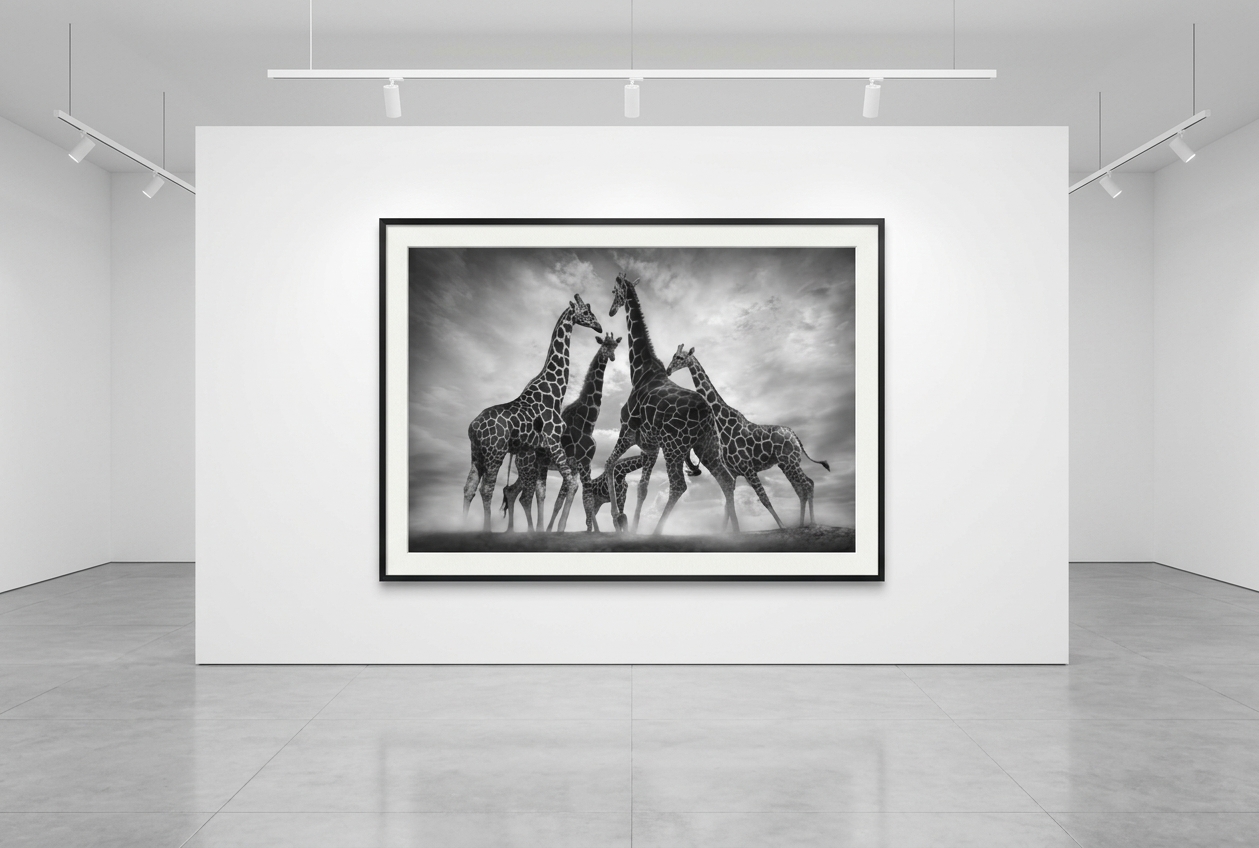 Björn persson - Dance of the Giraffes, Pigment Print 