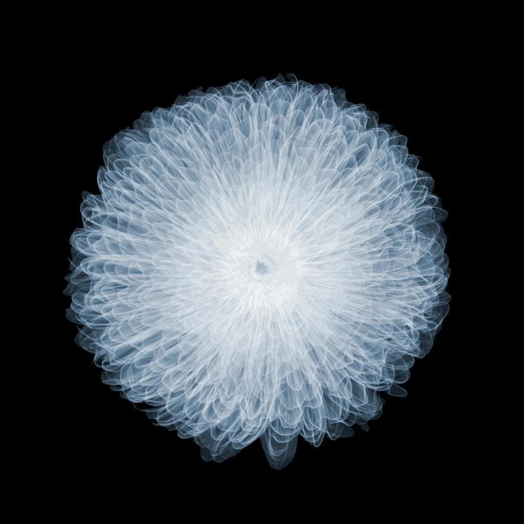 Nick Veasey - Britbloom Chrysanthemum, 2019, Chromaluxe  Print 