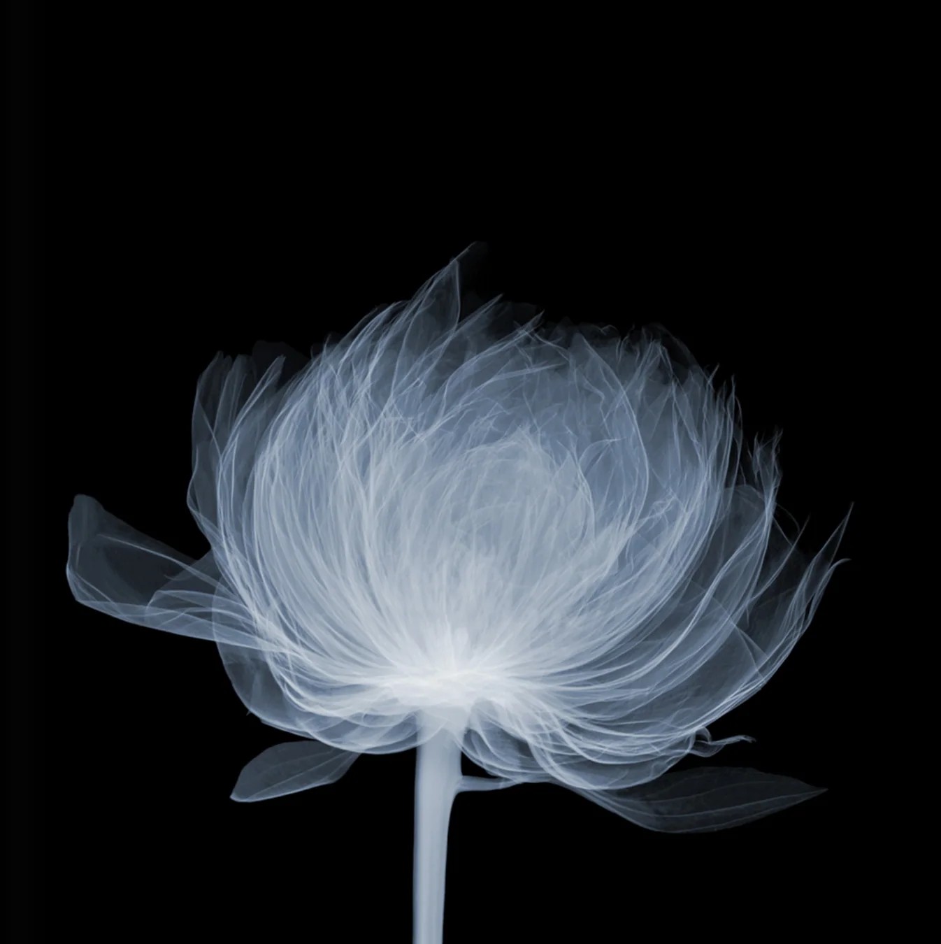 Nick Veasey - Peony, 2019, Chromaluxe Print