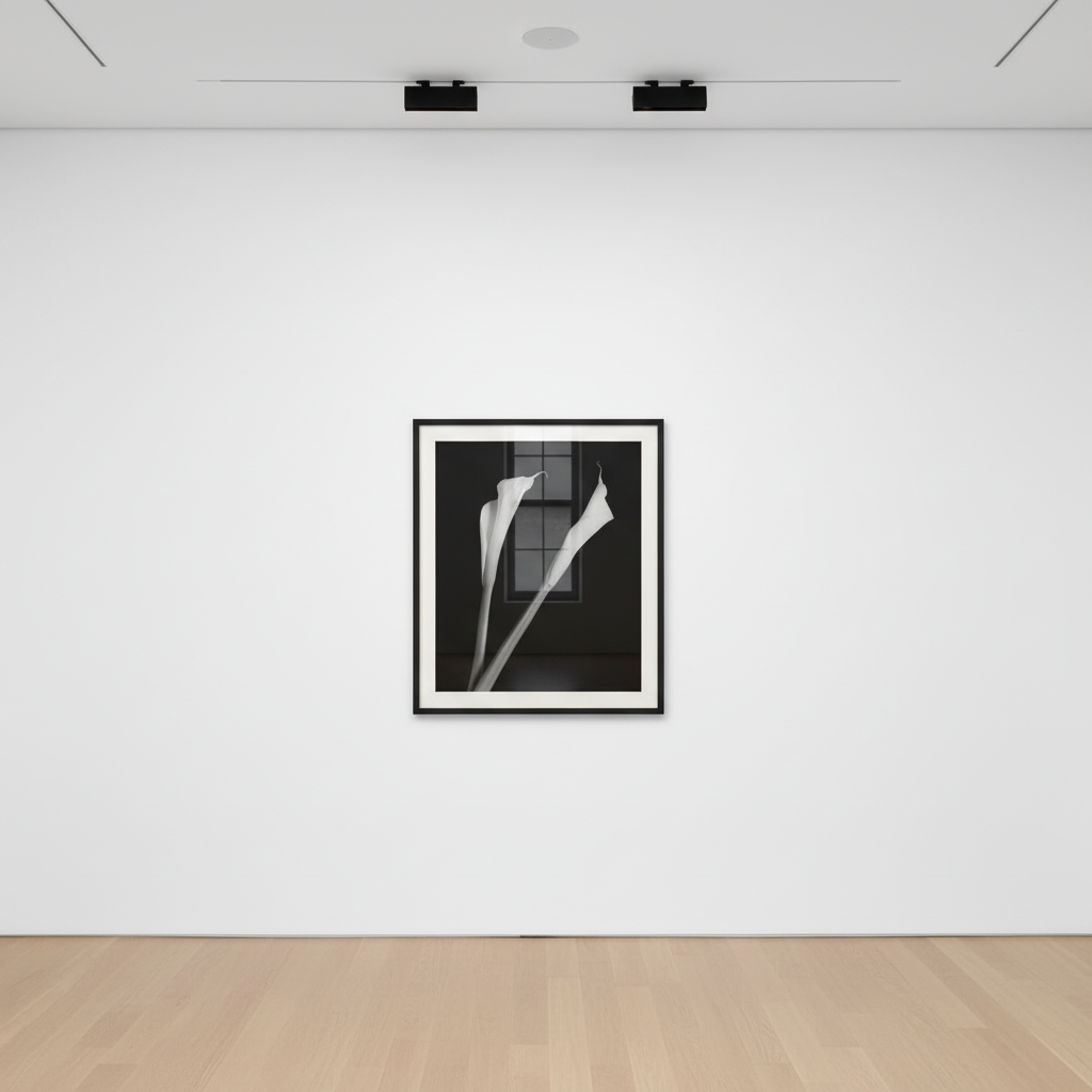 Robert Mapplethorpe - Calla Lilies, 1985, Silver Gelatin print