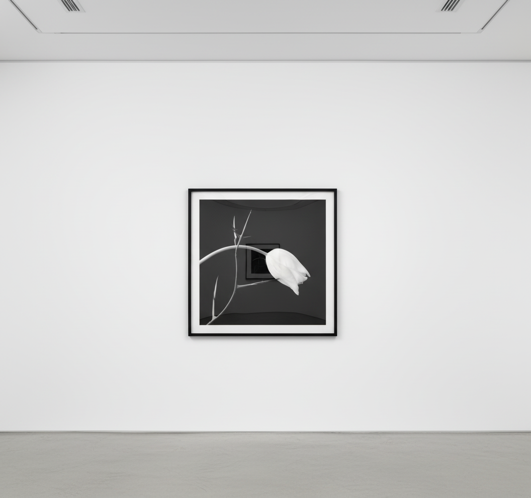 Robert Mapplethorpe - Tulip and Thorn, 1985, Silver Gelatin print