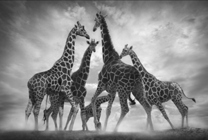 Björn persson - Dance of the Giraffes
