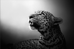 Björn persson - Soul of the Leopard