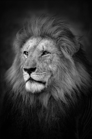 Björn persson - The King