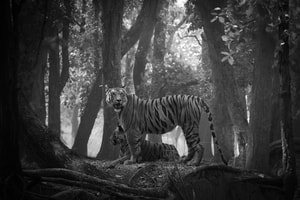 Björn persson - Tiger Kingdom
