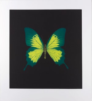 Damien Hirst - Memento 2