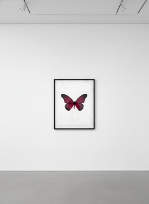 Damien Hirst - The Souls IV (Fuchsia Pink - Raven Black)