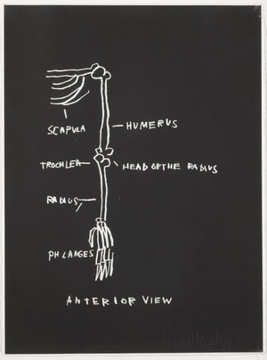 Jean-Michel Basquiat - Anterior View, from Anatomy