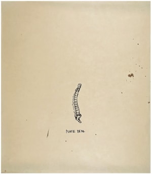 Jean-Michel Basquiat - Untitled 1 (from Leonardo)