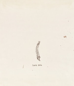 Jean-Michel Basquiat - Untitled 1 (from Leonardo)