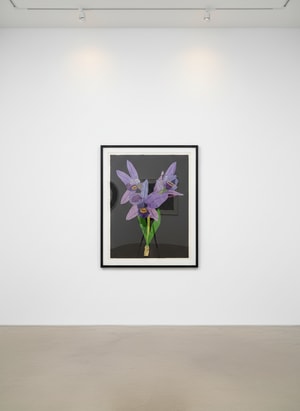 Jonas Wood - Dogface Purple Orchids