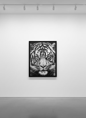 Robert Longo - Untitled (Tiger)
