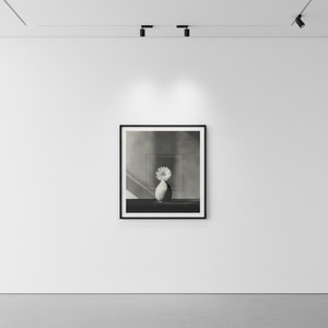 Robert Mapplethorpe - African Daisy