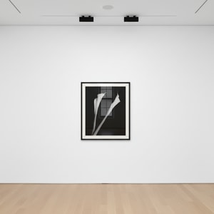 Robert Mapplethorpe - Calla Lilies