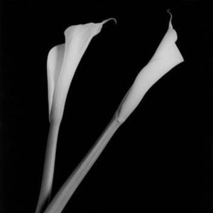 Robert Mapplethorpe - Calla Lilies