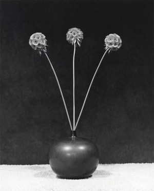 Robert Mapplethorpe - Flower