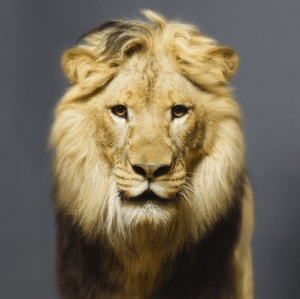 Tyler Shields - Luke