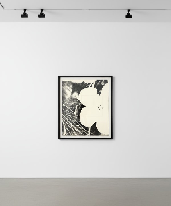 Andy Warhol - Flowers F.S. IIIA 14 (C), 1978, Screen Print on Curtis Rag Paper