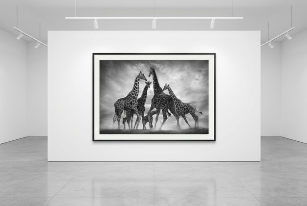 Björn persson - Dance of the Giraffes