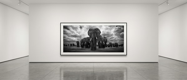 Björn persson - Pride of Africa