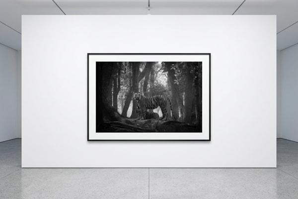 Björn persson - Tiger Kingdom, Pigment Print
