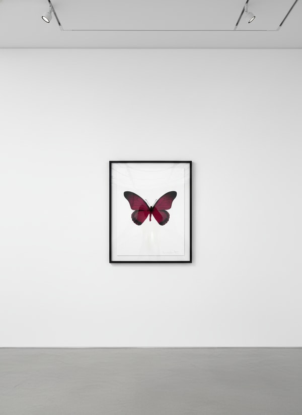 Damien Hirst - The Souls IV (Fuchsia Pink - Raven Black), 2010, Foil Block Print