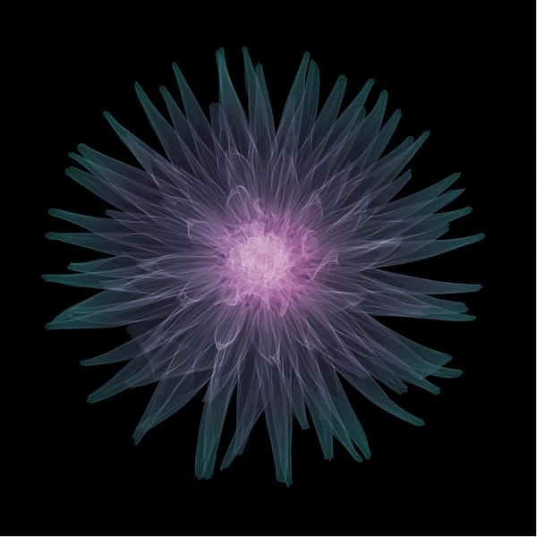 Nick Veasey - Cactus Dahlia, 2019