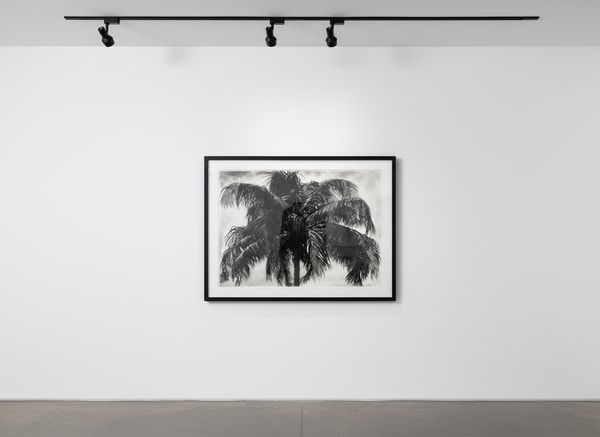 Robert Longo - Study Of P.R. Palm, 2019, Ink and charcoal on vellum
