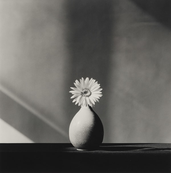 Robert Mapplethorpe - African Daisy, 1982