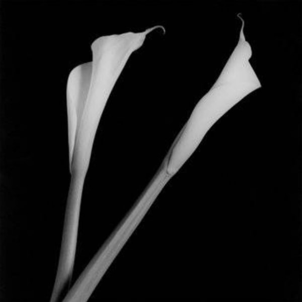 Robert Mapplethorpe - Calla Lilies, 1985