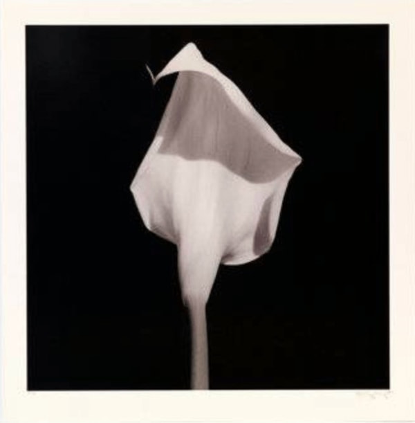 Robert Mapplethorpe - Calla Lily, 1987