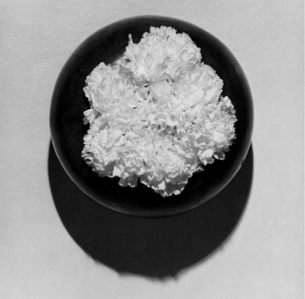 Robert Mapplethorpe - Carnations, 1978