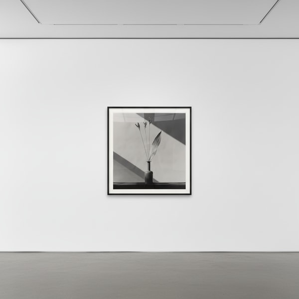 Robert Mapplethorpe - Flower, 1982