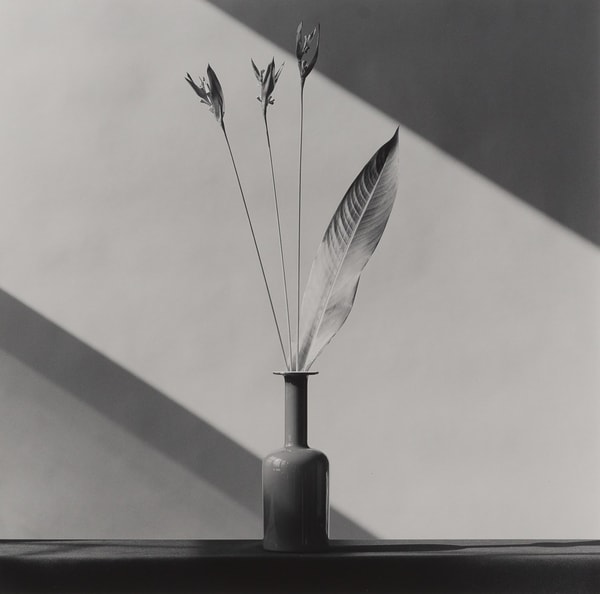 Robert Mapplethorpe - Flower, 1982