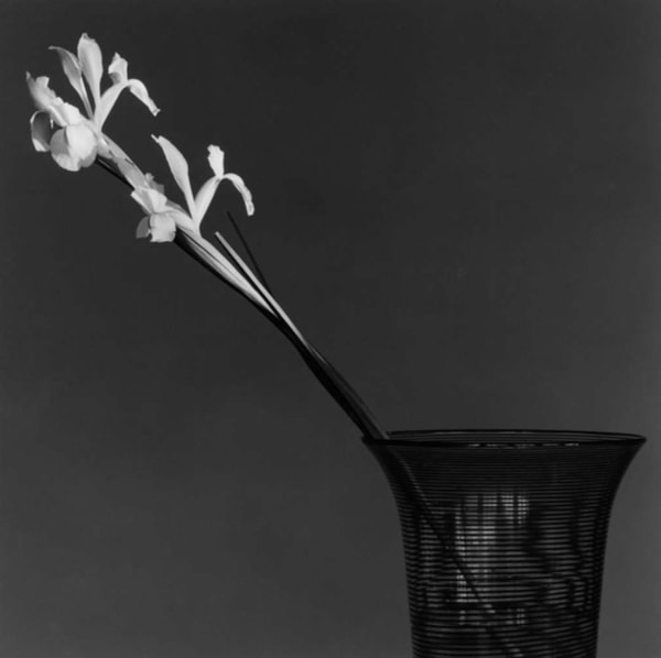 Robert Mapplethorpe - Iris, 1982