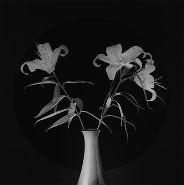Robert Mapplethorpe - Lilies, 1984