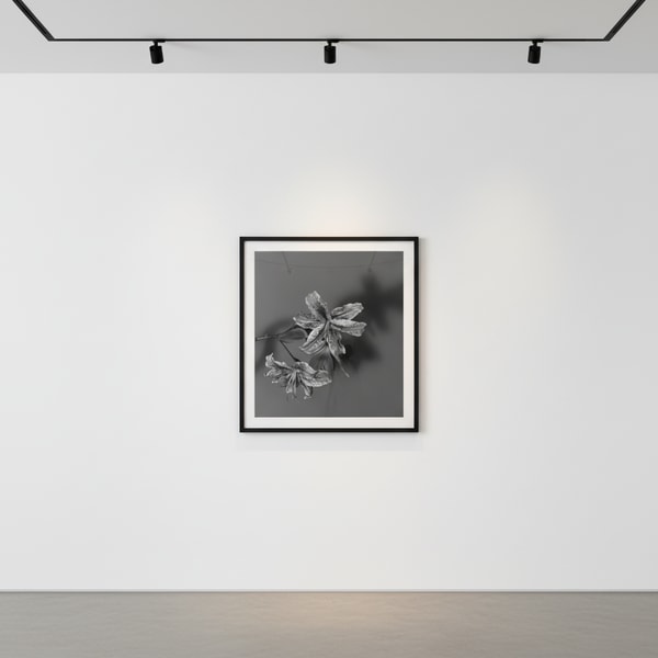Robert Mapplethorpe - Lily, 1979, Silver gelatin print