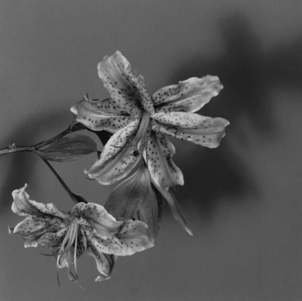 Robert Mapplethorpe - Lily, 1979