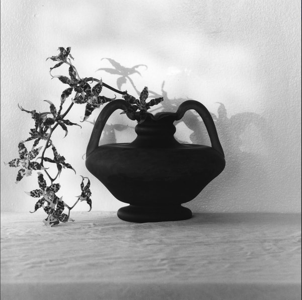 Robert Mapplethorpe - Orchids, 1983