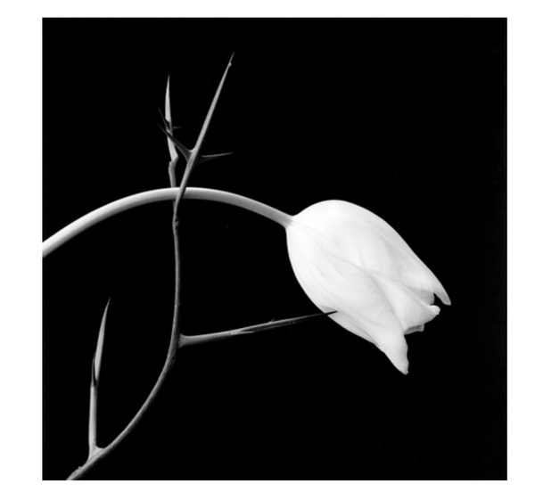 Robert Mapplethorpe - Tulip and Thorn, 1985