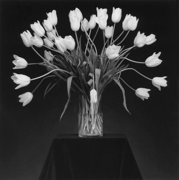 Robert Mapplethorpe - Tulips, 1988