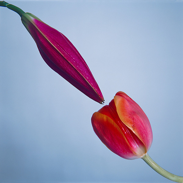 Tyler Shields - Pollination, 2020